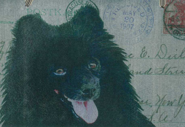 Pomeranian (long hair, black)